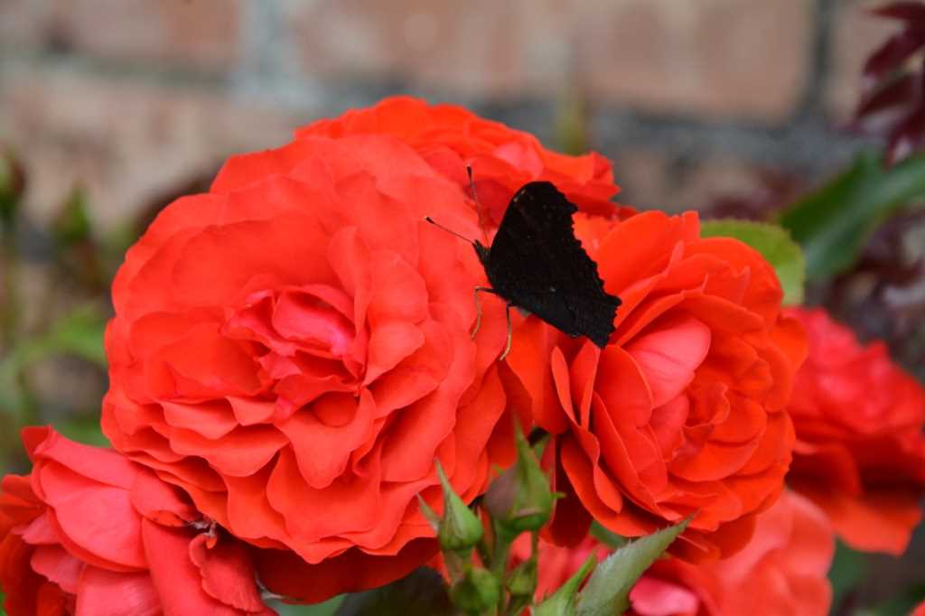 DSC_5316Mittel_.JPG